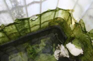 Prepping 101: Collecting & Storing Rainwater for Survival - Solutions, Calculations This is the mess that was inside my water tank after a year and a half of neglect. I suspect the water wouldn't have tasted great, but no, I didn't taste it. Other than the algae it was crystal clear, and still better than having to leave to try to get some water.