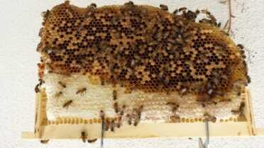 Prepping 101: Keeping Bees - Alternative Hives vs. Langstroth Hives This was one of the frames from my Warre hive early on. The bees thrived, but they really haven't been productive, despite months of feeding to build the initial comb. I don't see an advantage to the top bar style hives whatsoever. The goal is to produce honey.
