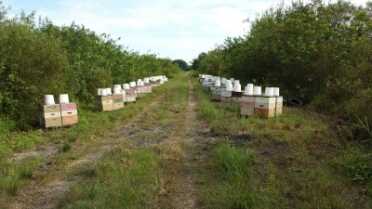 Prepping 101: Keeping Bees - Alternative Hives vs. Langstroth Hives He dropped a total of 88 hives on what I think is either public or railroad land near large orange groves. Orange blossom honey sells at a premium. He lost about a dozen hives over this experiment from what I saw, possibly to theft.