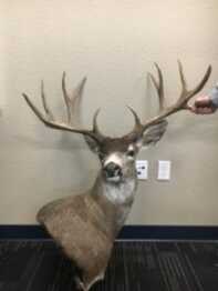 Blacktail Buck