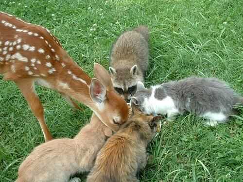 Kitten Fights Two Deer and Wins, Caught on Video