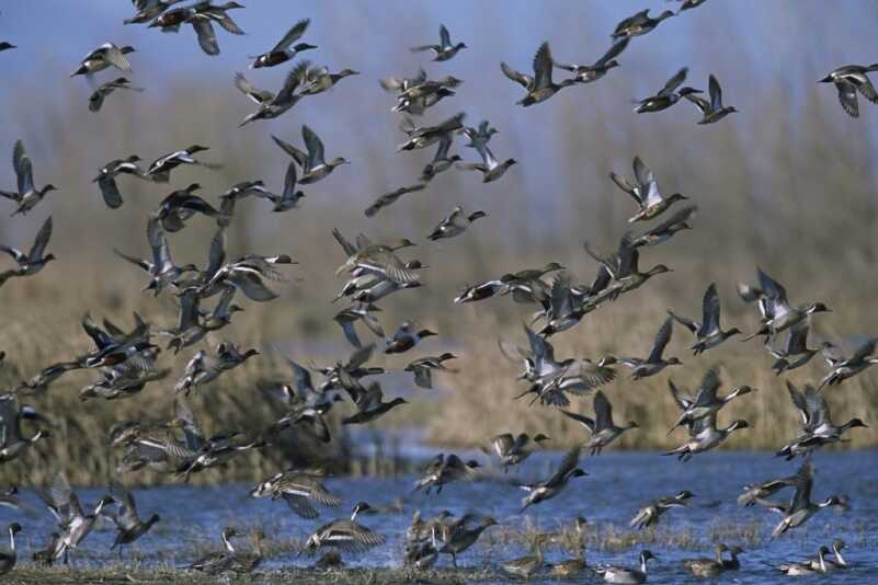 Ducks & Geese: The Perfect Storm of 1955 Ducks & Geese: The Perfect Storm of 1955