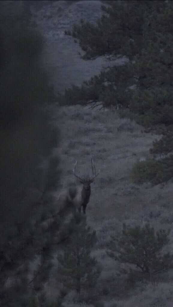 Create The Frenzy - Archery Elk Hunting & Calling Strategies Create The Frenzy - Archery Elk Hunting & Calling Strategies