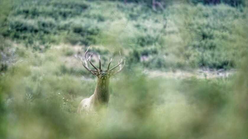 Create The Frenzy - Archery Elk Hunting & Calling Strategies Create The Frenzy - Archery Elk Hunting & Calling Strategies