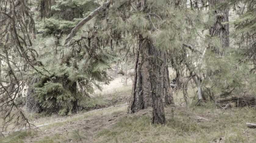 Create The Frenzy - Archery Elk Hunting & Calling Strategies Create The Frenzy - Archery Elk Hunting & Calling Strategies