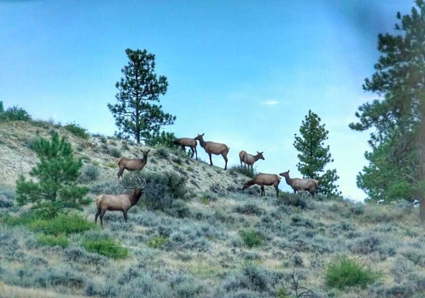 Create The Frenzy - Archery Elk Hunting & Calling Strategies Create The Frenzy - Archery Elk Hunting & Calling Strategies