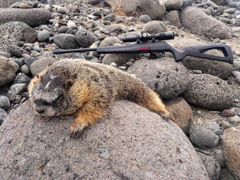 Is Winchester's Wildcat .22 The New Semi-Auto King? Is Winchester's Wildcat .22 The New Semi-Auto King?