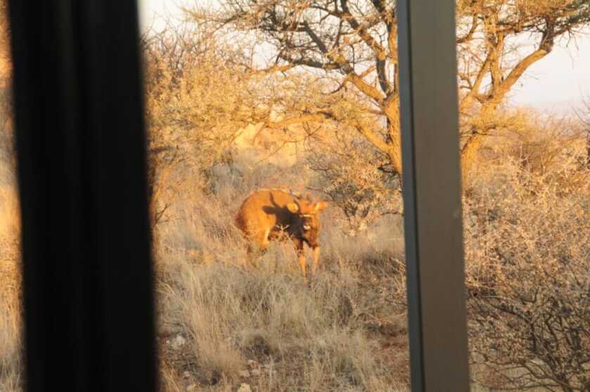 The Affordable Safari; Your African Dream Hunt, Part III The Affordable Safari; Your African Dream Hunt, Part III