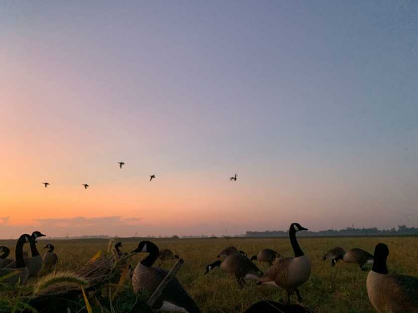 Early Season Goose