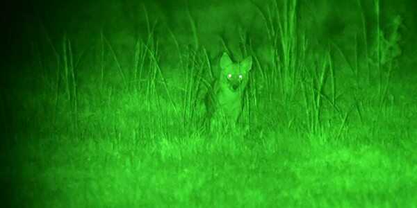 See in the Dark: Hunt Like a Ninja and Shoot Like a Sniper See in the Dark: Hunt Like a Ninja and Shoot Like a Sniper