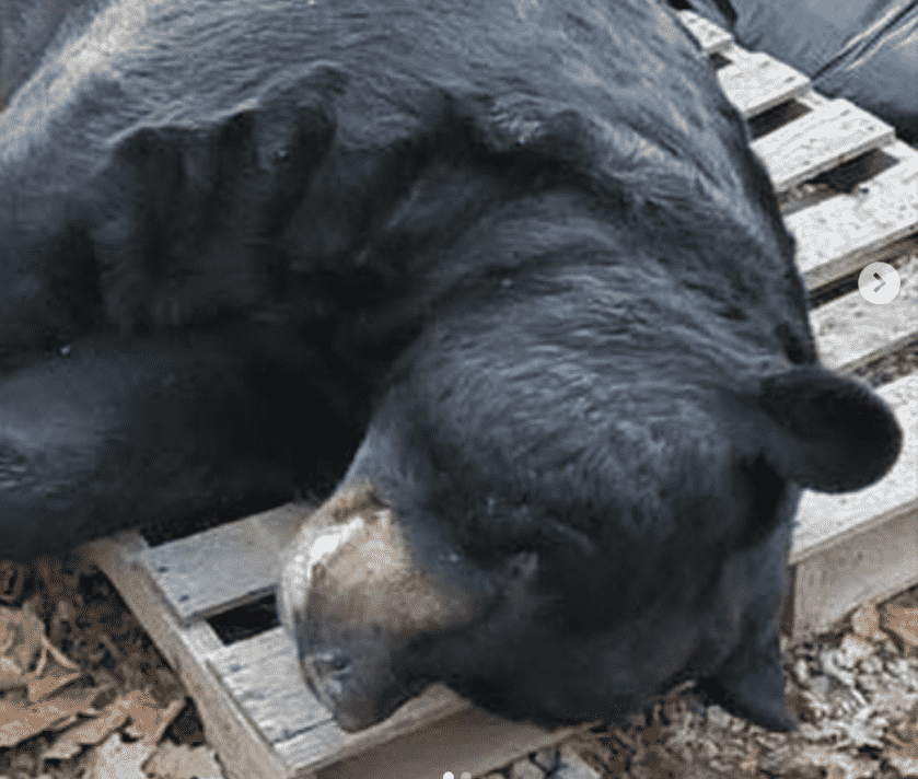 New Jersey Man Sets World Record for Bow-Harvested Black Bear (700 pounds!) New Jersey Man Sets World Record for Bow-Harvested Black Bear (700 pounds!)