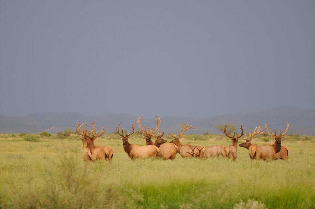TAKE THE SHOT? The Elk of a Lifetime Presents A Shooting Dilemma - Presented by: Springfield Armory TAKE THE SHOT? The Elk of a Lifetime Presents A Shooting Dilemma - Presented by: Springfield Armory