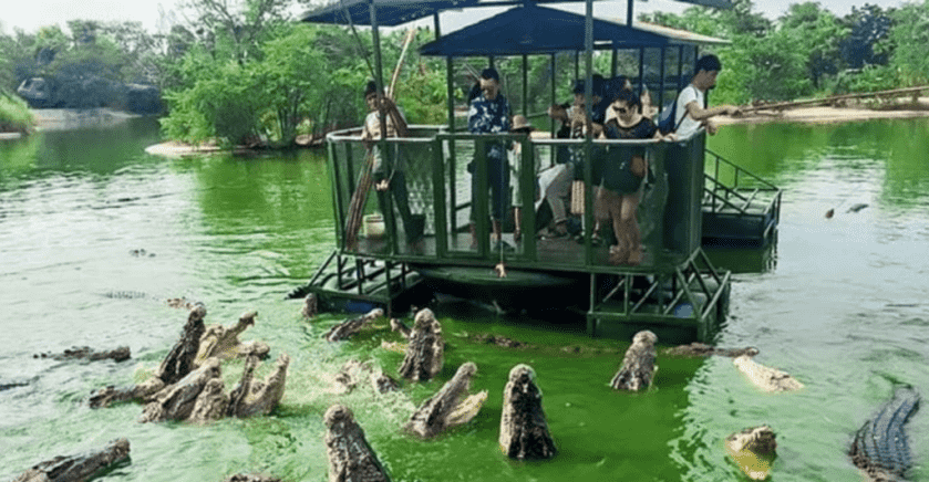Don't Go Into the Swamp: Crocodiles and the Japanese Type 99 Rifle