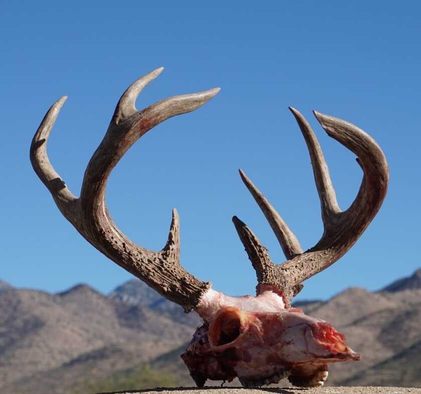 Desert Deer: A Week of Adventure Desert Deer: A Week of Adventure