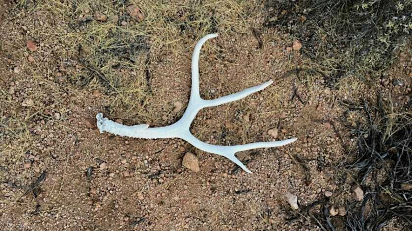 Cornell, USDA Tracking Coronavirus in Deer Populations