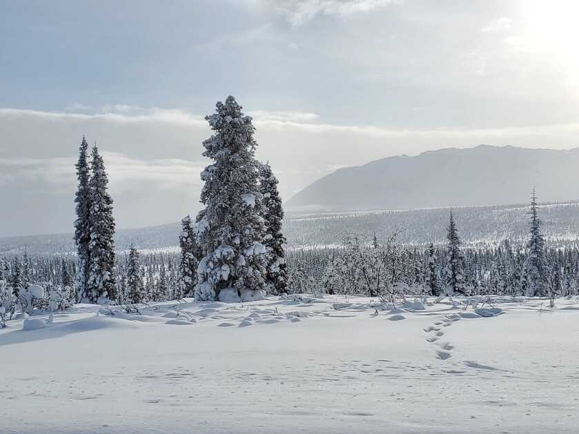 Last Frontier Bison: Hunting Alaska's Largest Land Mammal