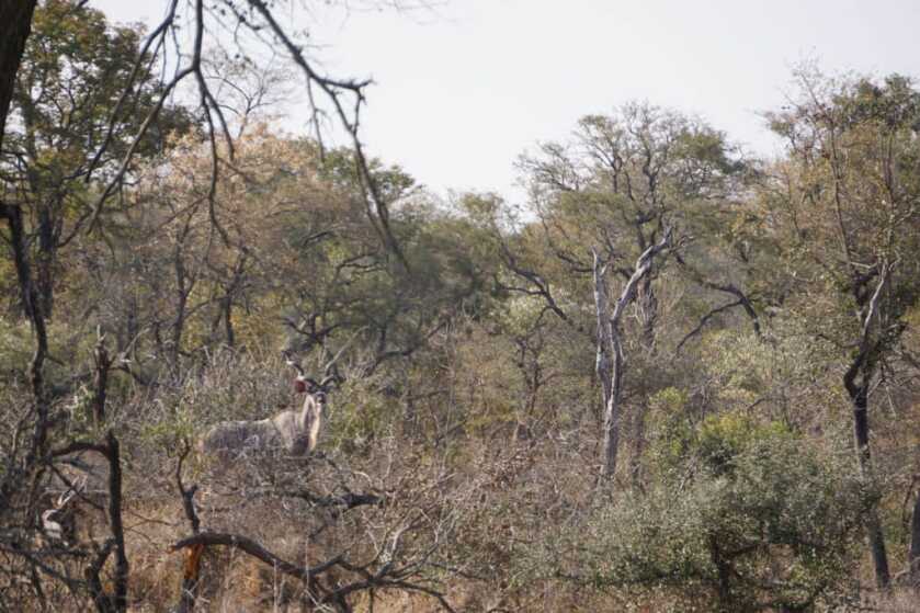 Take the Shot? A Mature Kudu Bull Offers A High-Speed Opportunity Take the Shot? A Mature Kudu Bull Offers A High-Speed Opportunity