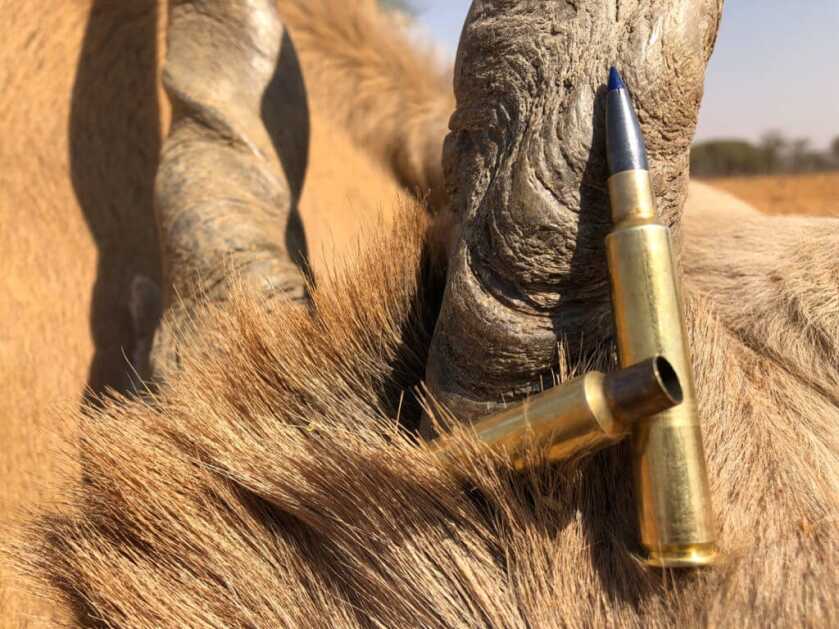 Take the Shot? A Mature Kudu Bull Offers A High-Speed Opportunity Take the Shot? A Mature Kudu Bull Offers A High-Speed Opportunity