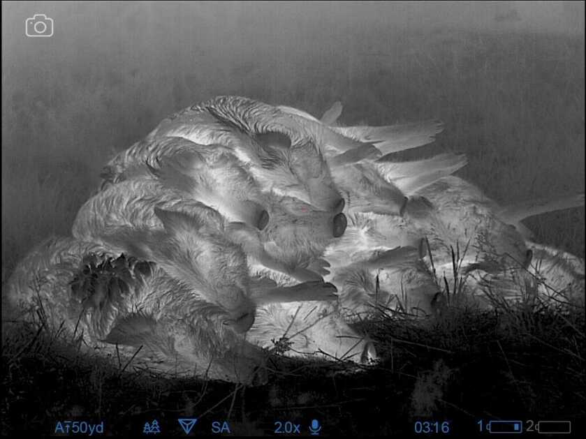 Killer Thermal Scope: Full Review of the Pulsar Thermion 2 XP50 Killer Thermal Scope: Full Review of the Pulsar Thermion 2 XP50