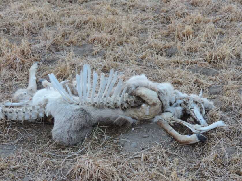 The Reality of Chronic Wasting Disease The Reality of Chronic Wasting Disease