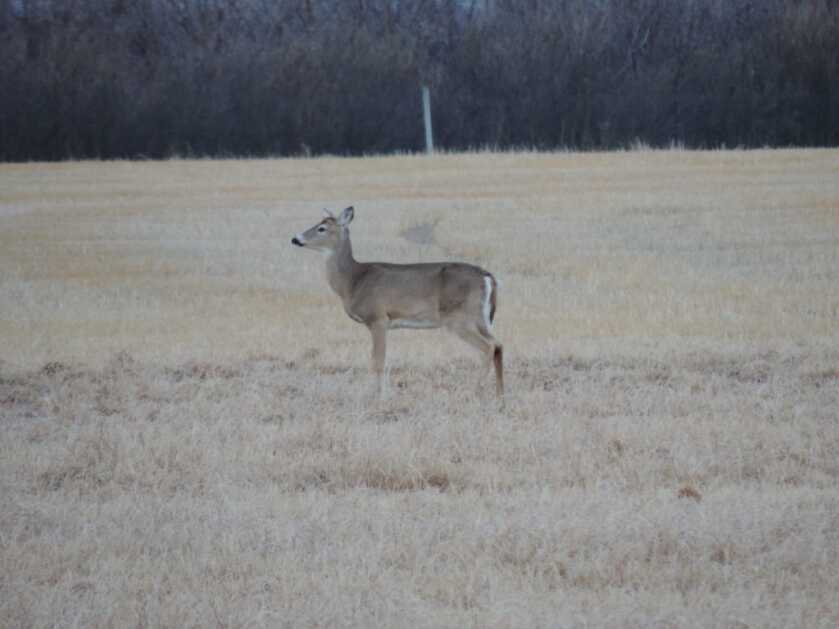 The Reality of Chronic Wasting Disease The Reality of Chronic Wasting Disease