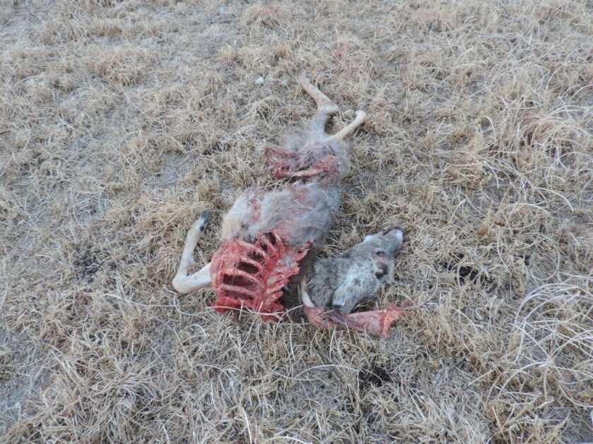 The Reality of Chronic Wasting Disease The Reality of Chronic Wasting Disease