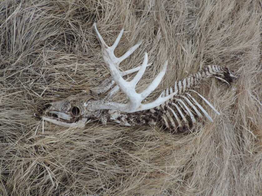 The Reality of Chronic Wasting Disease The Reality of Chronic Wasting Disease
