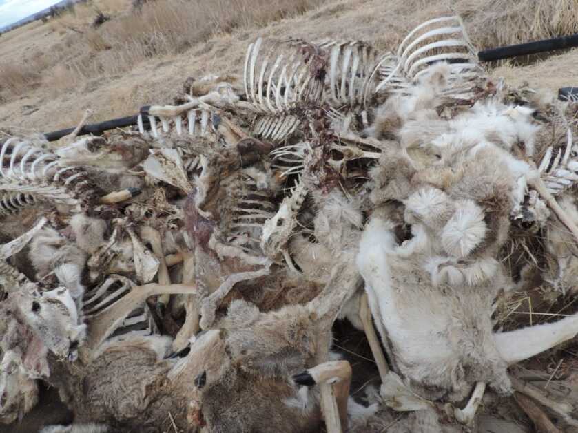 The Reality of Chronic Wasting Disease The Reality of Chronic Wasting Disease