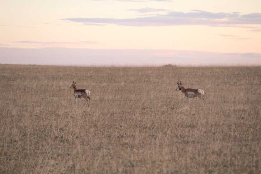 Go Ahead, Decoy That Pronghorn! Go Ahead, Decoy That Pronghorn!