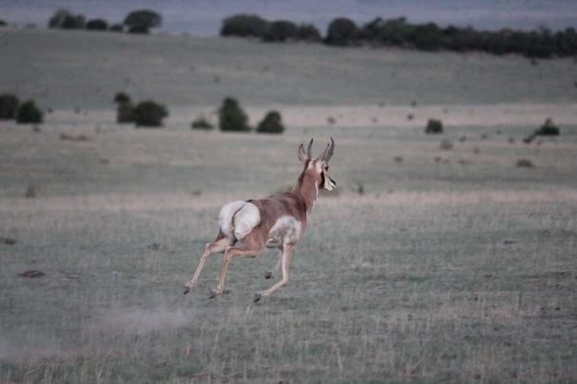 Go Ahead, Decoy That Pronghorn! Go Ahead, Decoy That Pronghorn!