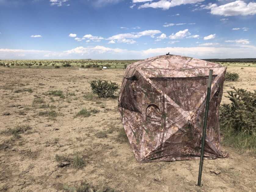 Go Ahead, Decoy That Pronghorn! Go Ahead, Decoy That Pronghorn!