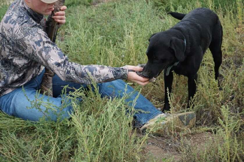 Tested: Browning A5 Wicked Wing Sweet Sixteen Tested: Browning A5 Wicked Wing Sweet Sixteen