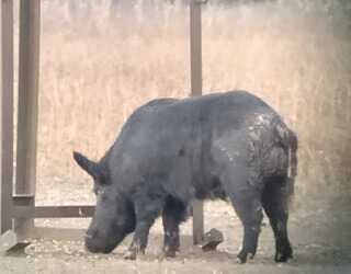 wild boar