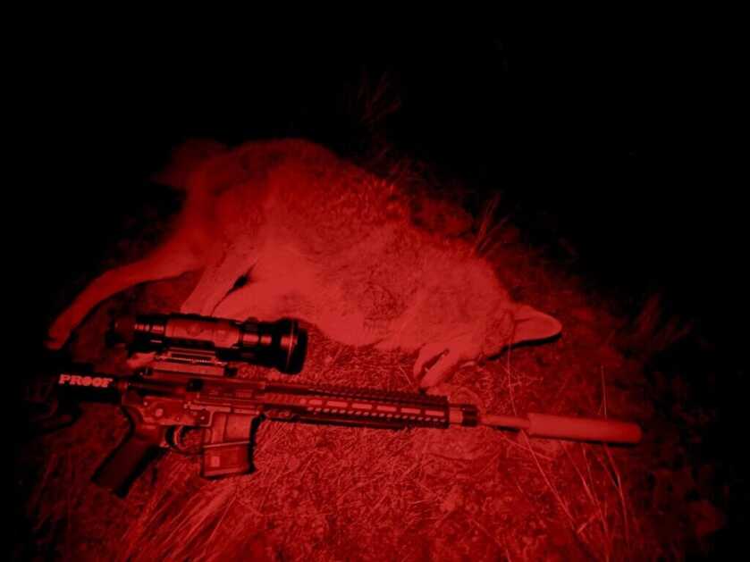 Night vision view of coyote and hunting rifle