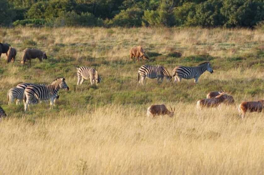 Zebras in field