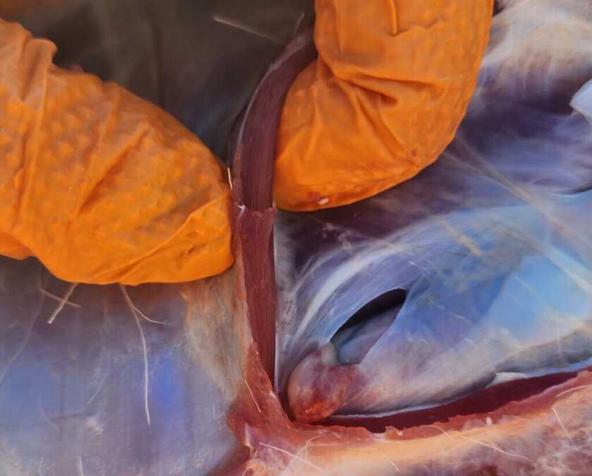 abdominal wall of deer