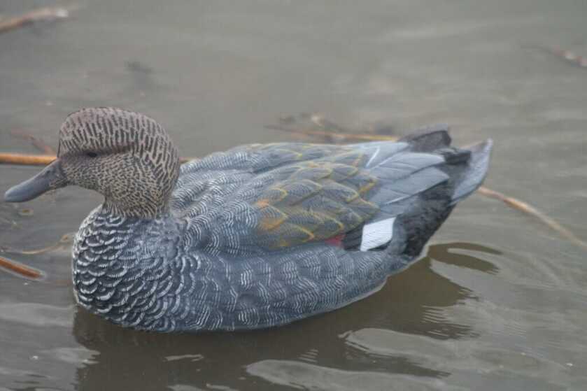 Heyday gadwall decoy